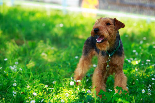 Dog breed Welsh Terrier in the park