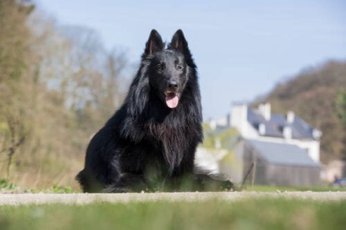 Belgian Sheep Dog setting in gardan