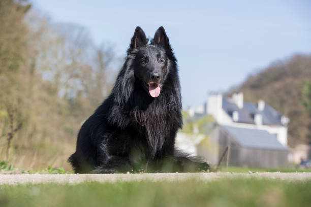 Belgian Sheep Dog setting in gardan