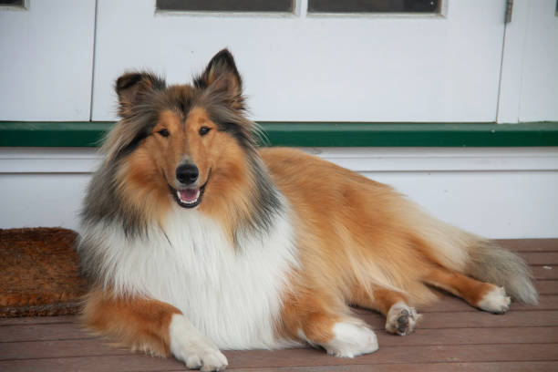 our loved Collie Dog sitting outside on the deck