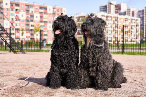 Two large curly Terrier Zordan black stuck out tongue wearing hair bands sitting outdoors on a bright Sunny day. Close-up portrait of dogs muzzle. Walking pet in autumn. Horizontal shot of animal