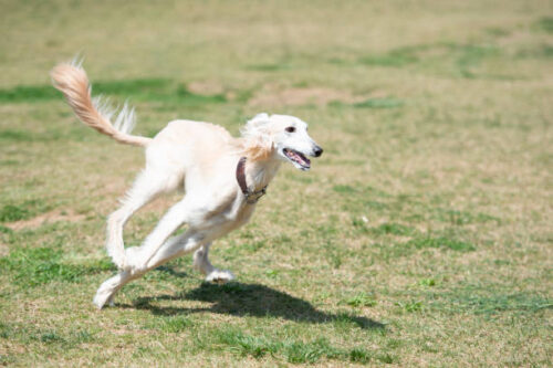 White saluki running on the meadow