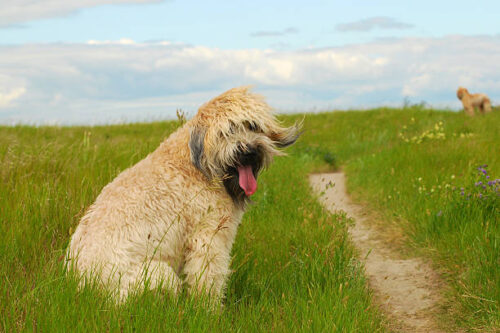 Soft Coated Wheaten Terrier Dog