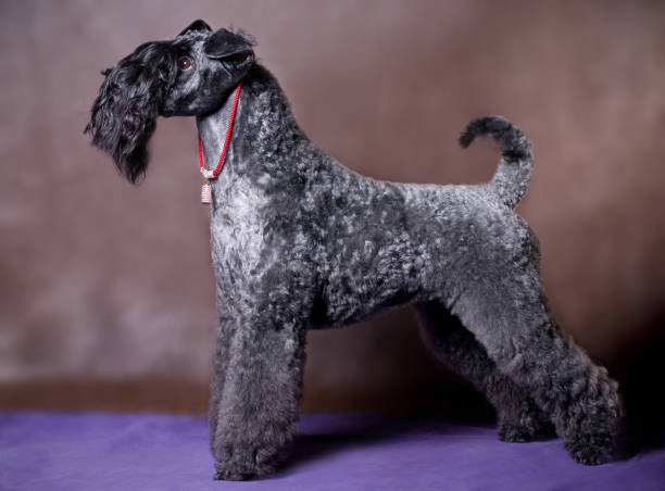 a very beautiful Kerry Blue Terrier dog stands in a stand on a brown background