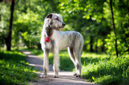 Portrait of a dog breed Irish Wolfhound in a summer nature park