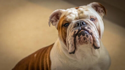 Portrait of a British bulldog