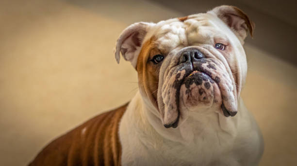 Portrait of a British bulldog