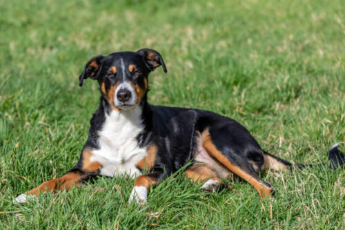 Appenzeller Mountain dog lying in the grass outdoors