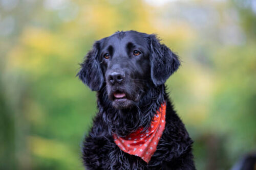 Portrait of Flat-coated Retriever with red scarf on blurred natural background