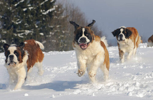 St. Bernard Dog