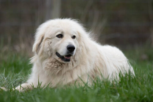 Photograph of a Great Pyrenees Mountain dog laying contentedly in the grass in the springtime, looks like she's smiling.