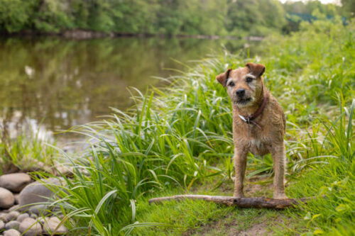 A beautiful wire haired terrier looks at her owners waiting for them to play fetch with hear whilst out on a walk