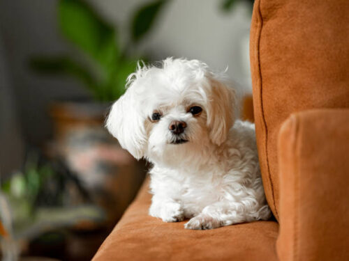Maltese Dog shitting on sofa