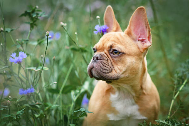 French Bulldog dog puppy