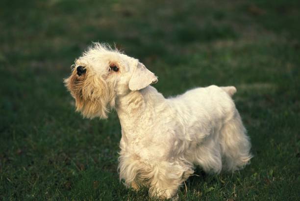 Sealyham Terrier Dog standing on Lawn