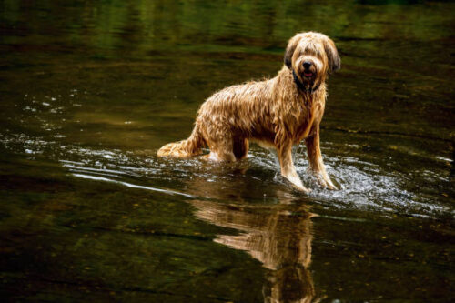 Wet tawny young female dog briard (french shepherd) standing in water and waiting for fetch.