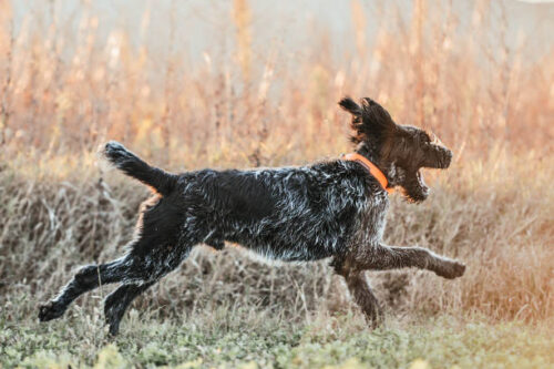 German wirehaired pointer dog outdoors in nature