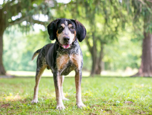 A Bluetick Coonhound dog standing outdoors with a happy expression discoveranimalia.com