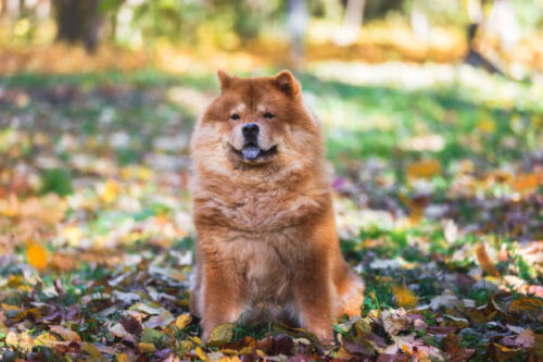 Portrait of beautiful Chow Chow female dog with tongue out sitting in the autumn forest among colorful leaves. Selective focus, copy space