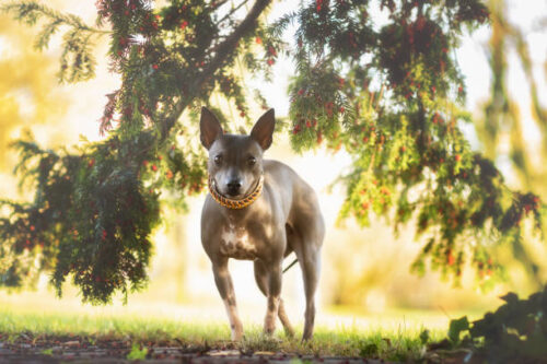 AHT under coniferous tree