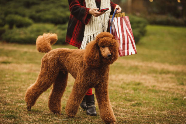 brown poodle on a walk at the park.