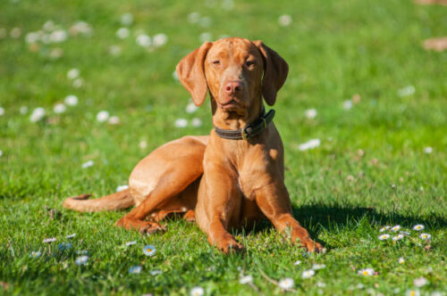vizsla dog in natural environment.