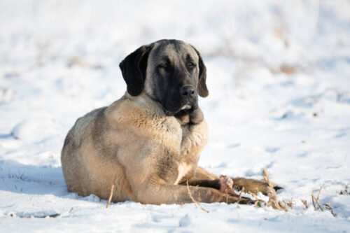 Anatolian shepherd Dog