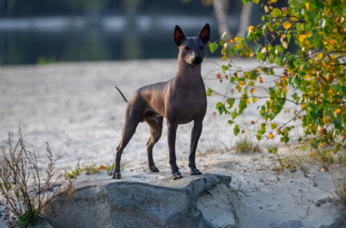 magnificent Xoloitzcuintle (Mexican Hairless Dog) standing on stone at sunset against beautiful natural landscape