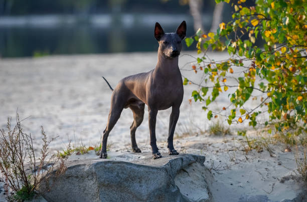 magnificent Xoloitzcuintle (Mexican Hairless Dog) standing on stone at sunset against beautiful natural landscape