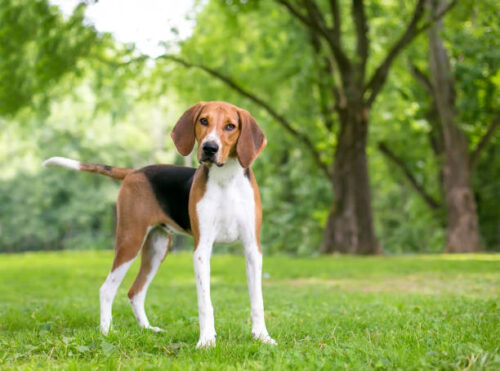 An American Foxhound dog with large floppy ears looking at the camera with a head tilt