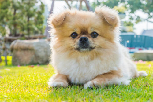 Cute puppy Pomeranian Mixed breed Pekingese dog sitting on the grass with happiness.