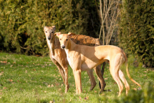 two beautiful whippets are standing together in the garden