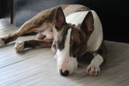 English Bull Terrier Dog