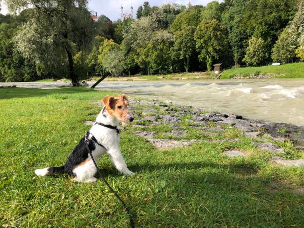 A terrier sits in a park and looks to the river