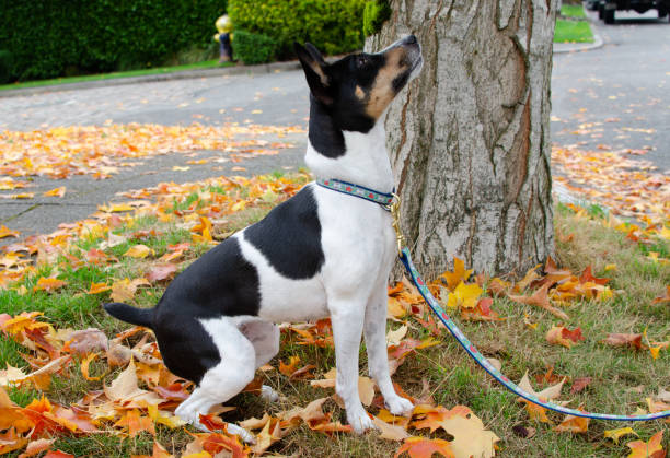 My dog Rat Terrier Skye