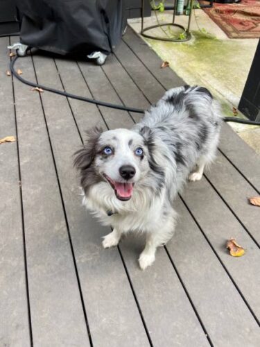 Happy Australian Shepherd