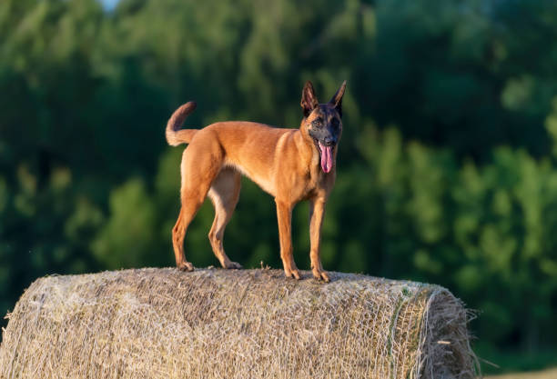 A young female Belgian Shepherd Malinois stands on a dry haystack with her tail pulled up cheerfully. The bright red color of the dog contrasts with the dark green forest in the background.