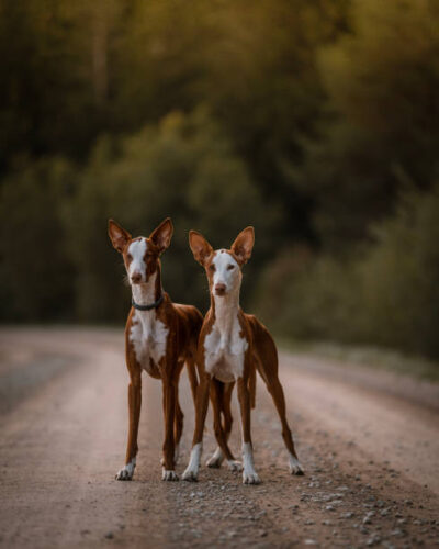 IBIZAN HOUND DOG Long and elegant breed