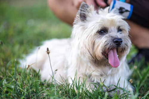 A man with a cairn terrier on a walk in nature