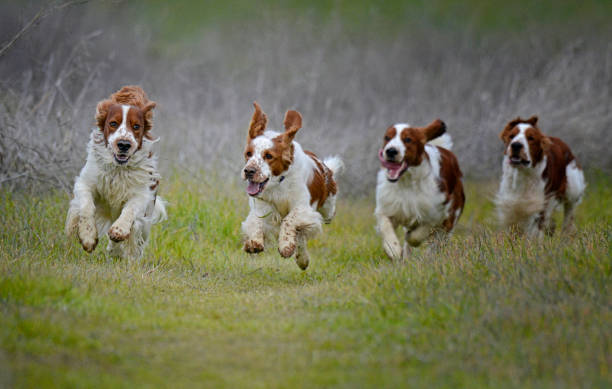 A group of four Welsh Springer Spaniel dogs running forward together on a grassy trail with ears flying and tongues out.
