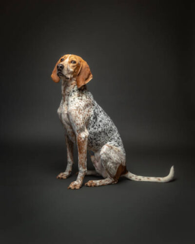 Male American English aka Redtick Coonhound sitting and looing at camera in a studio with a gray background.