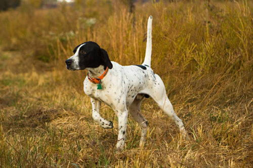 English Pointer pointing quail.