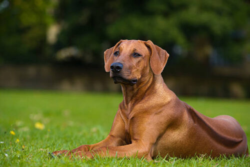 Beautiful dog rhodesian ridgeback hound puppy outdoors on a field