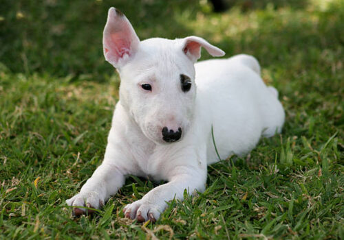 A little Bull Terrier