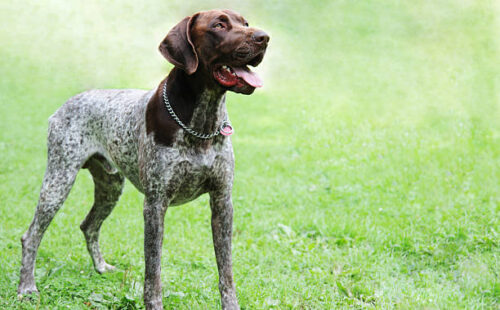 German short-haired pointer standing on grass and looking away.