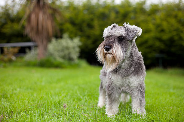 Potrait of a miniature schnauzer standing in the garden. With shallow depth of field to focus on the eye.