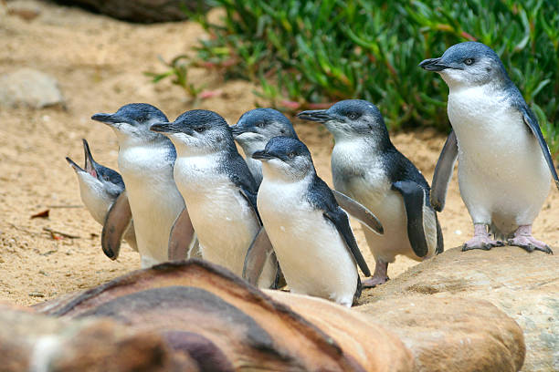 Small blue penguins