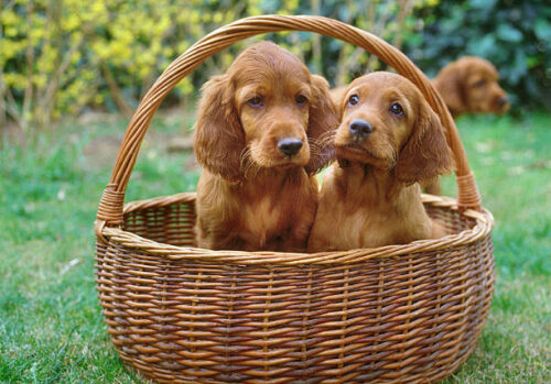 Irish Setter puppies in a basket