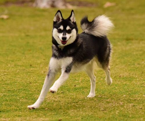 miniature Alaskan Husky