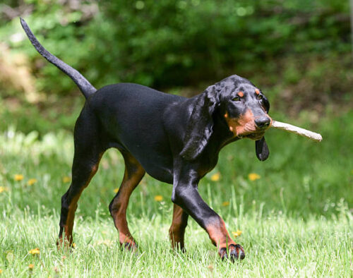 black and tan coonhound playing fetch with a stick